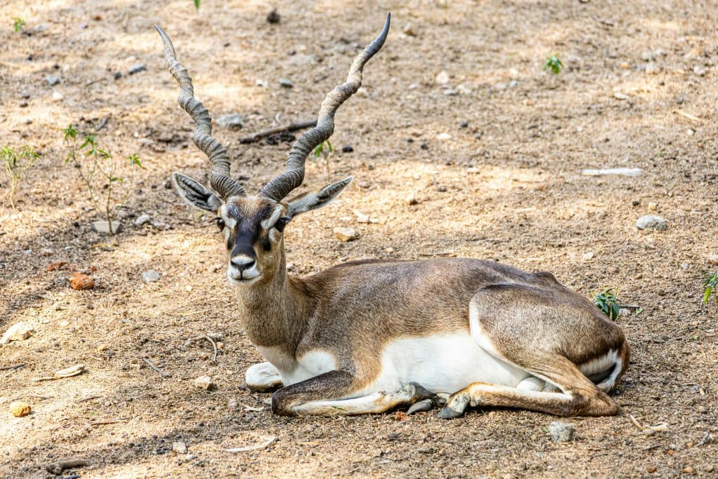 Πυροβόλησαν ινδική αντιλόπη σε ζωολογικό κήπο της Βιέννης