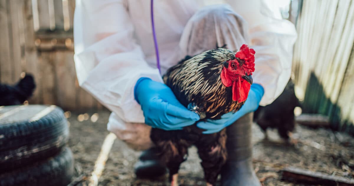 Κρούσμα γρίπης πτηνών στην Ιταλία – Πρώτο στην ΕΕ