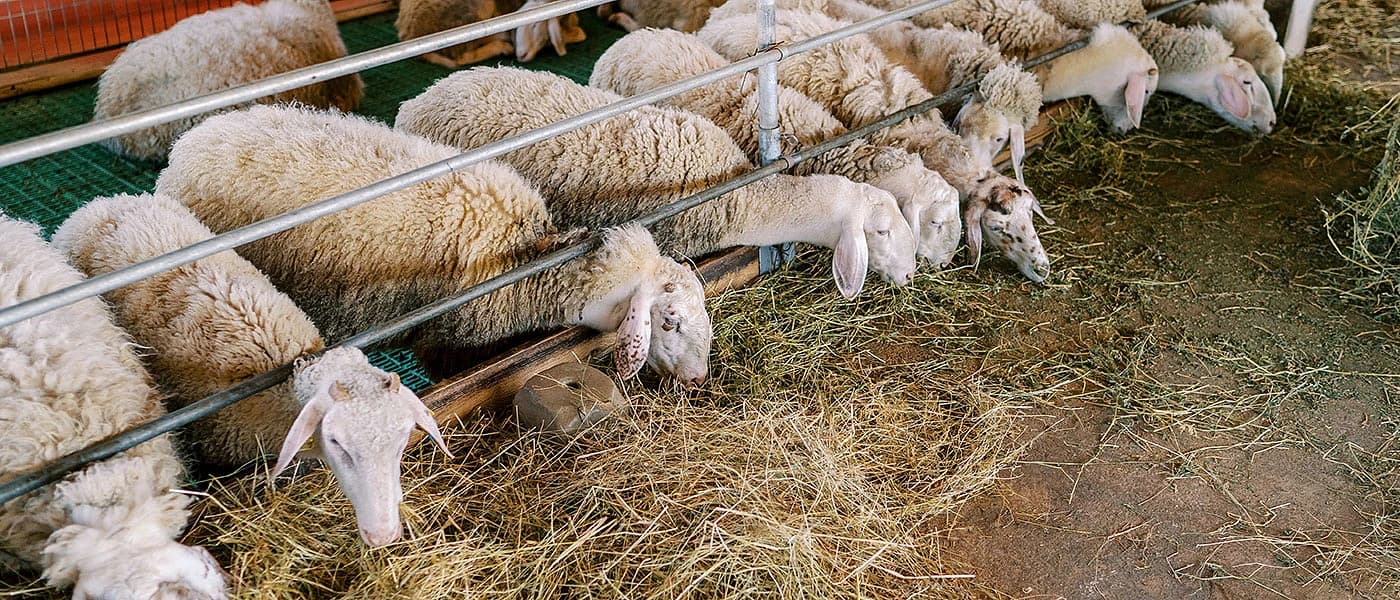 Ευλογιά αιγοπροβάτων στην Ιθάκη: Πρώτο κρούσμα στο νησί