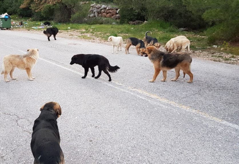 Επίθεση αγέλης σκύλων στην Πυλαία: Μητέρα και κόρη τραυματίστηκαν