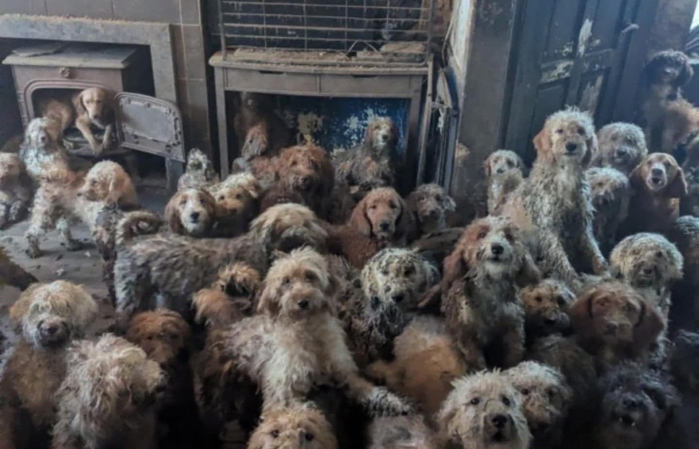 Πάνω από 250 σκυλιά διασώθηκαν από σπίτι στη Βρετανία