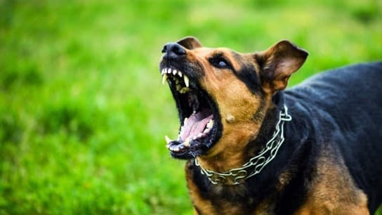 Πειραιάς: Σκύλος δάγκωσε παιδί 2 ετών, συνελήφθη η γιαγιά