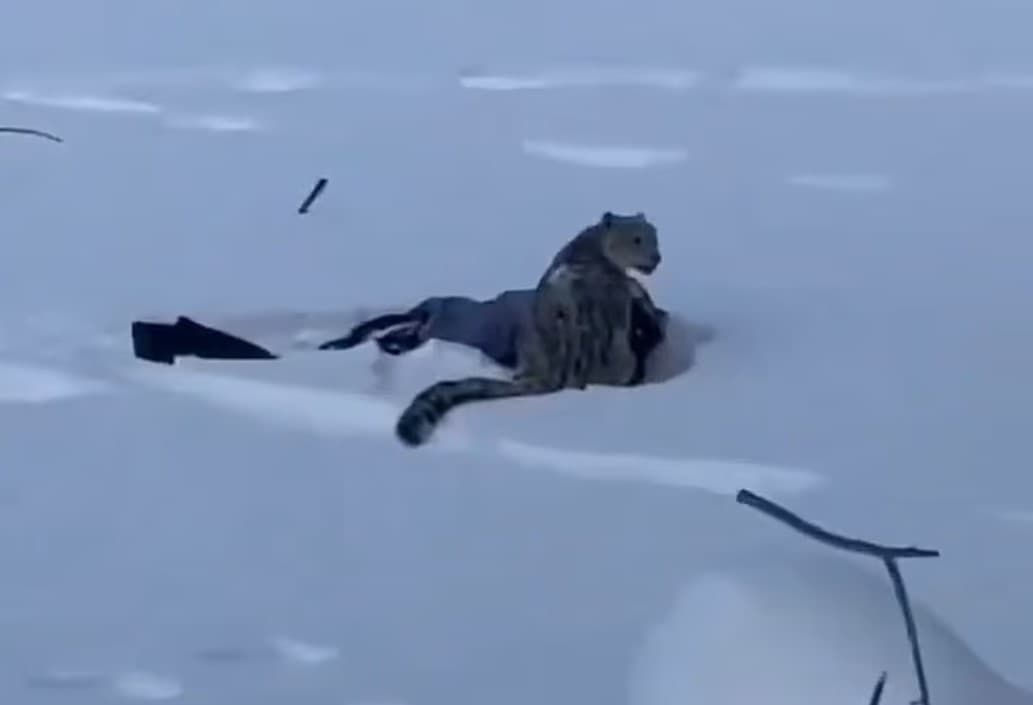 Επίθεση λεοπάρδαλης του χιονιού σε τουρίστρια που επιχείρησε σέλφι στην Κίνα