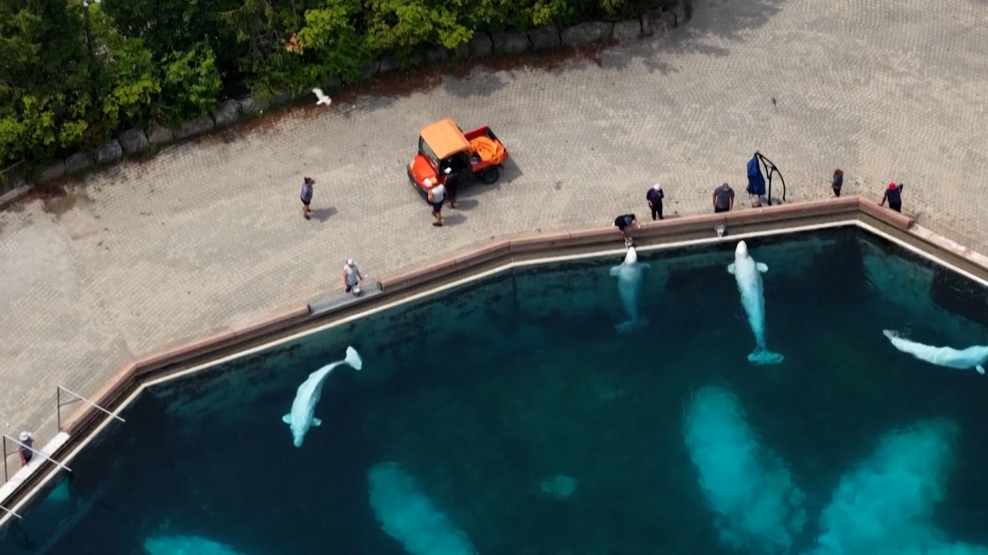 Σωτηρία για τις μπελούγκα: Προσωρινή έγκριση μεταφοράς από το Marineland