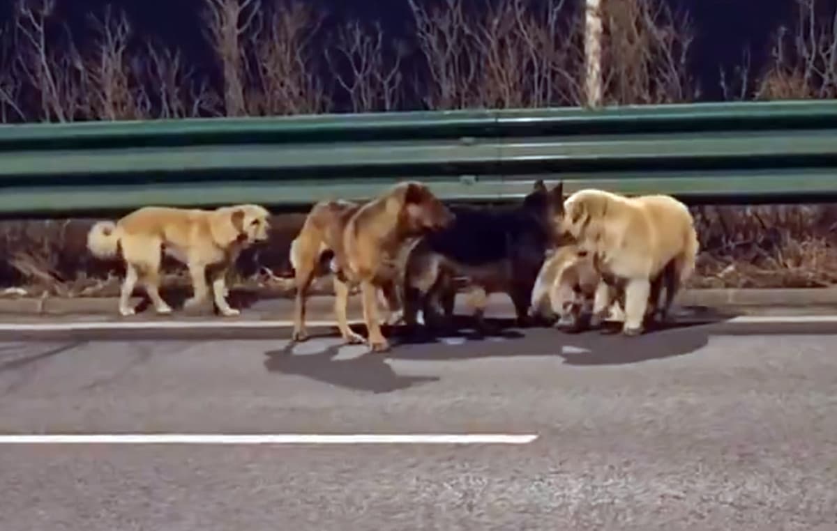 Επτά σκυλιά δραπέτευσαν από διακινητές στην Κίνα