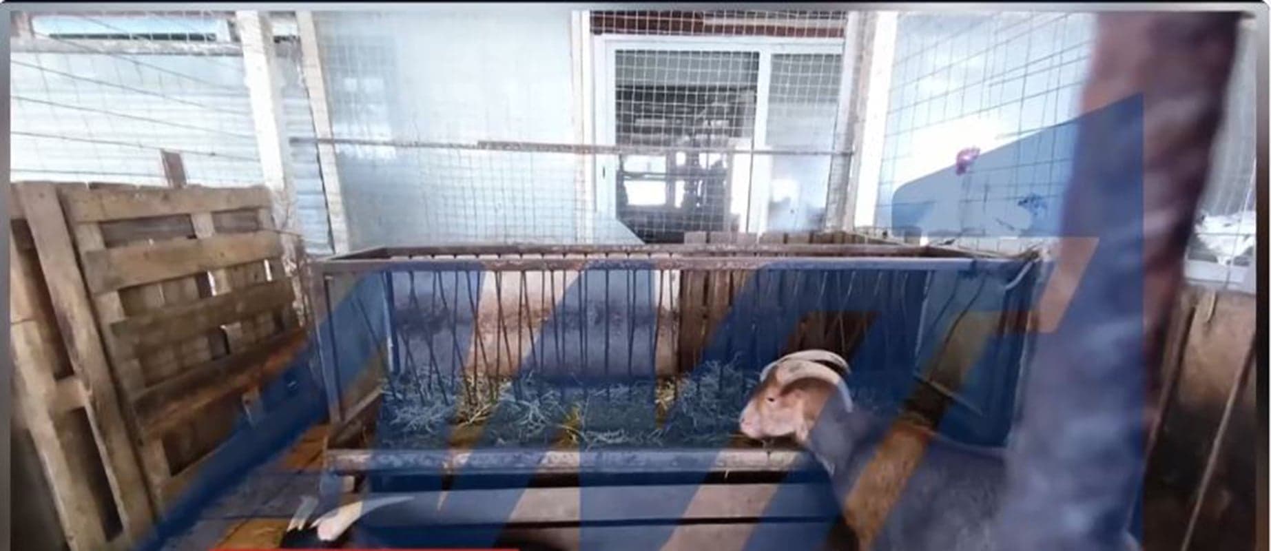 Παράνομη εκτροφή ζώων σε ταράτσα στους Αμπελόκηπους