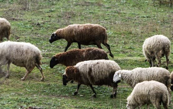 Κρήτη: 16 σταθμοί απολύμανσης για την ευλογιά προβάτων