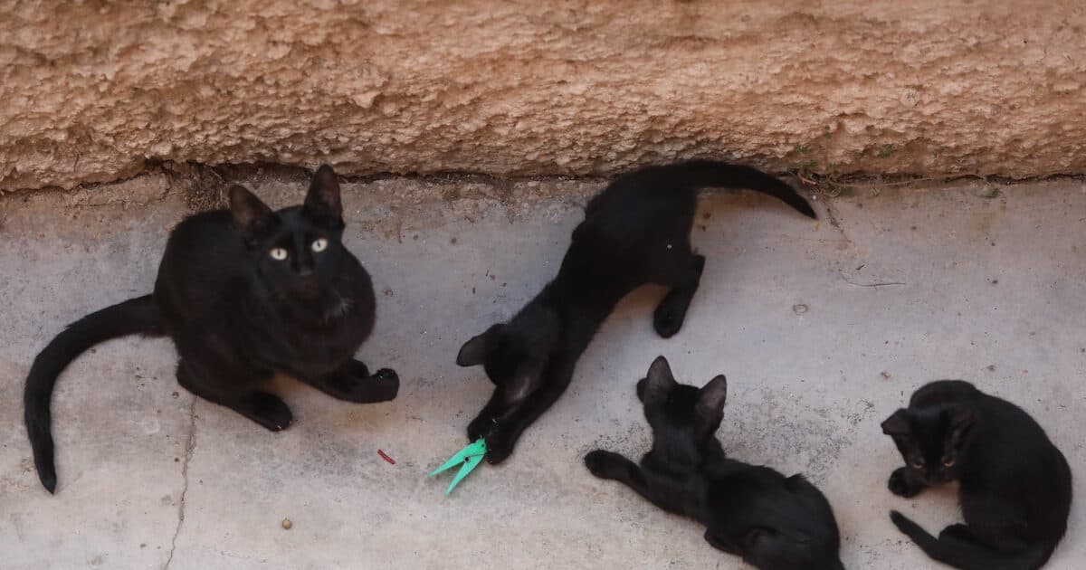 Γούβες Εύβοιας: 20 νεκρές γάτες και αναζητήσεις για δηλητηρίαση