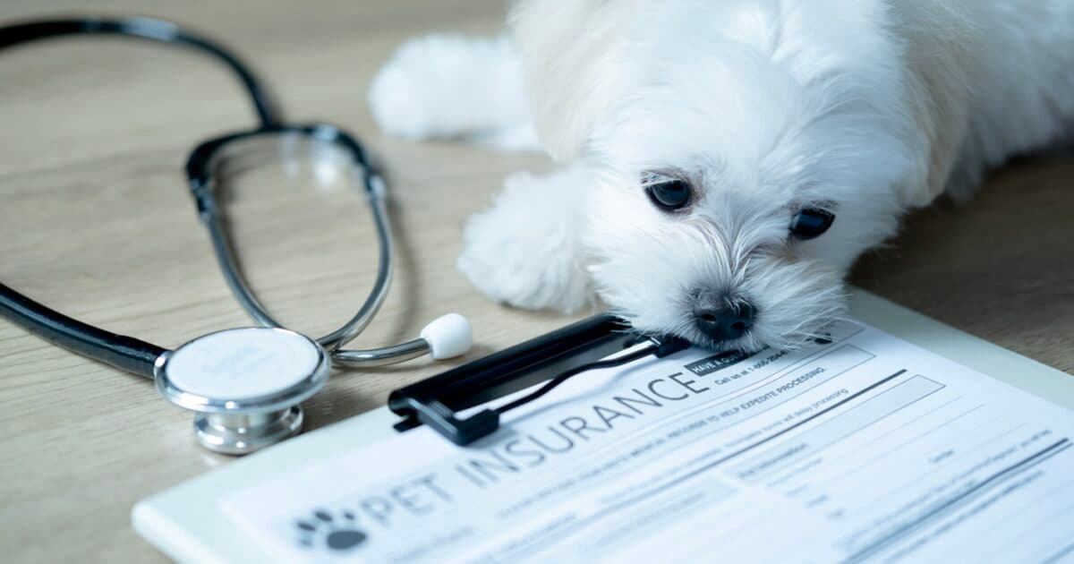 Κίνδυνοι για κατοικίδια: Οι αόρατες απειλές στο σπίτι