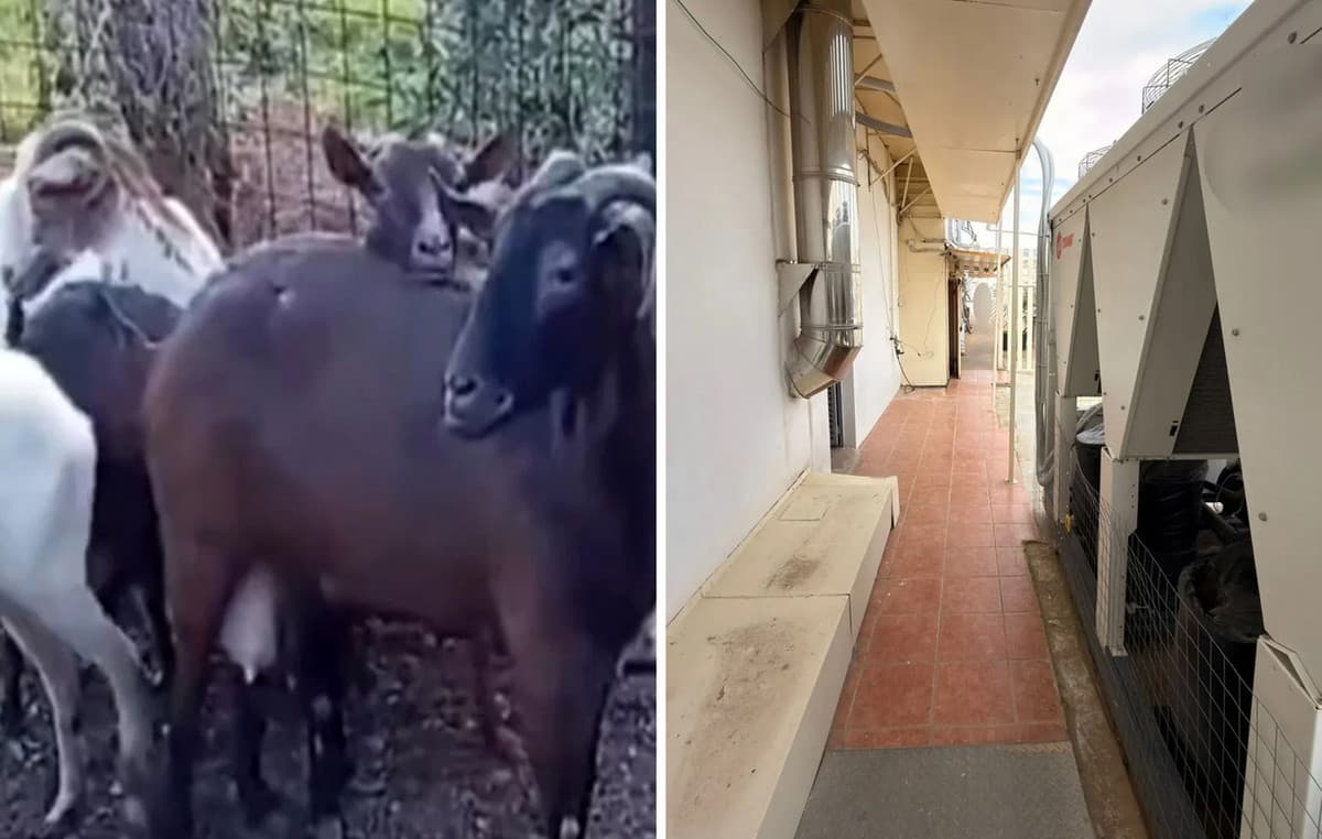 Στάνη σε ταράτσα Αμπελόκηπων: Άφαντος ο αρχιτέκτονας