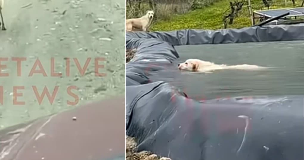 Ολυμπιακός πρώτος στην Euroleague: Το μεγάλο παιχνίδι με τη Ρεάλ