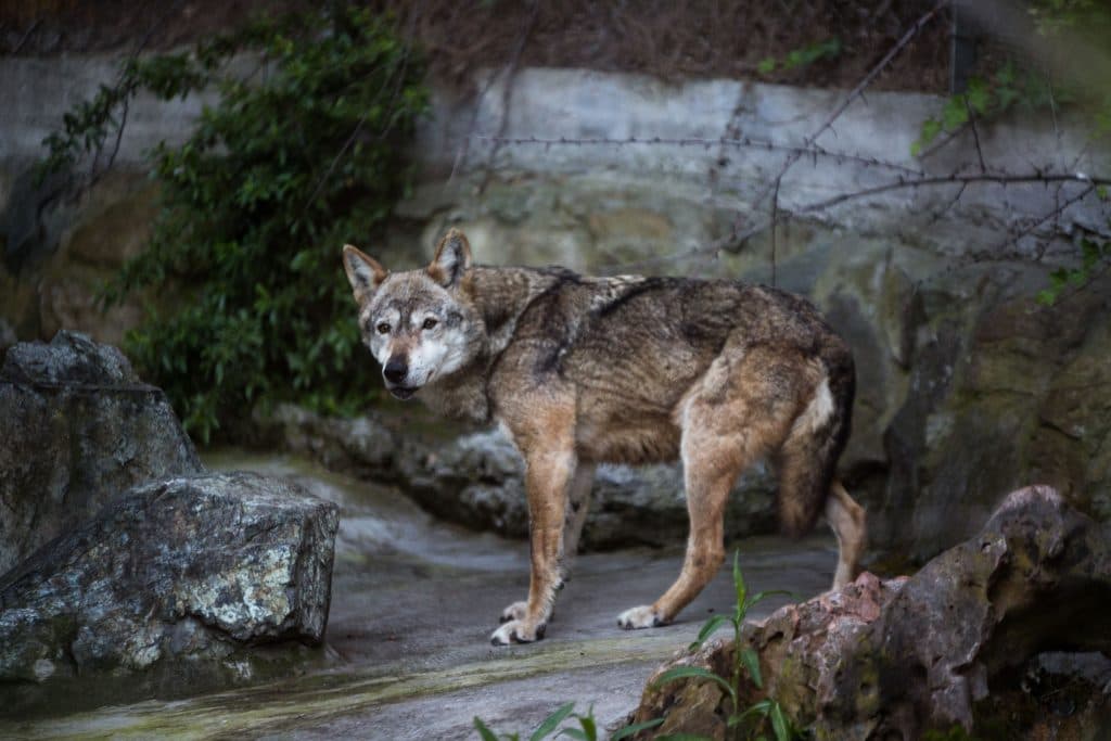 Λύκος που δάγκωσε γυναίκα στο Αμβούργο αφέθηκε ελεύθερος με GPS