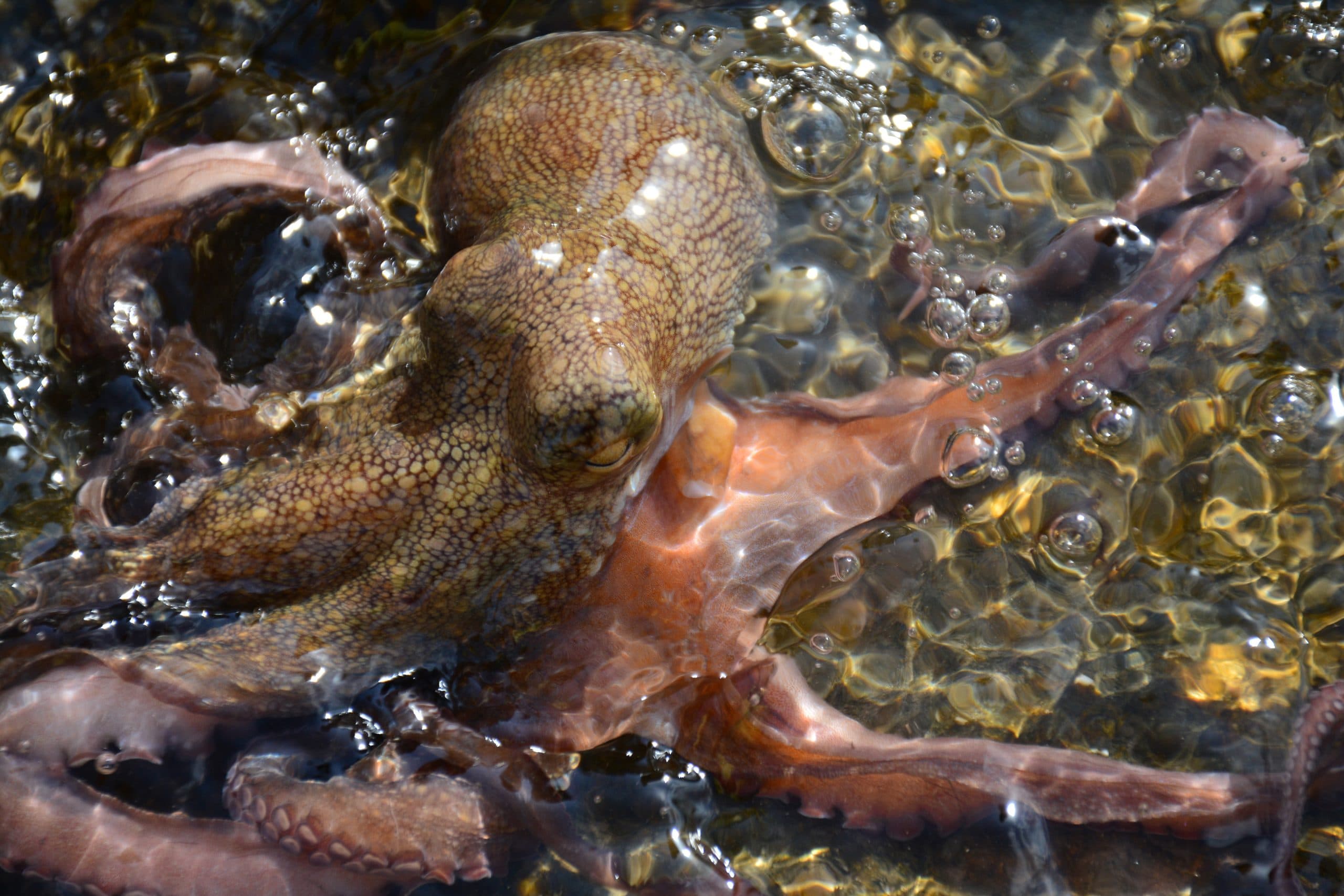 Έξυπνο συνθετικό δέρμα εμπνευσμένο από χταπόδια