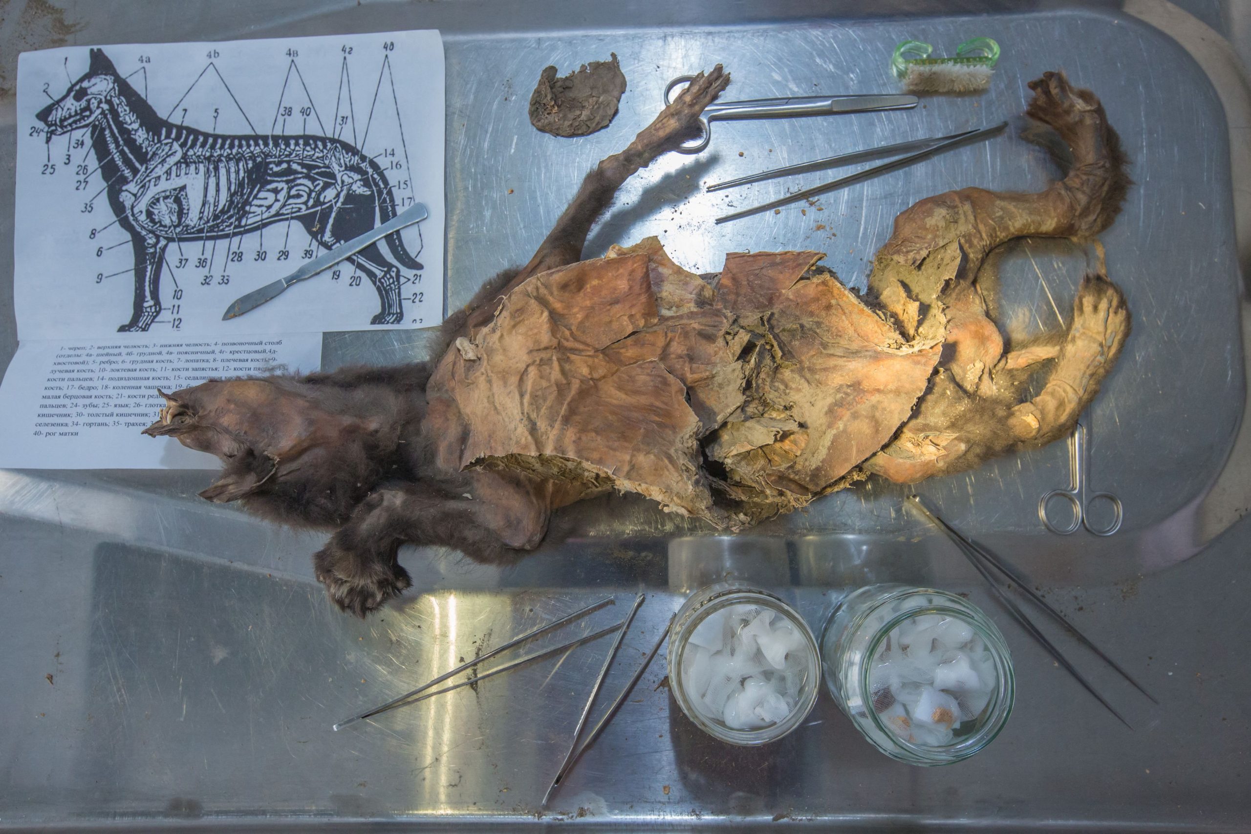 news 69694eab1fe9c - Το στομάχι λυκόπουλου αποκάλυψε το μυστικό εξαφάνισης του μαλλιαρού ρινόκερου