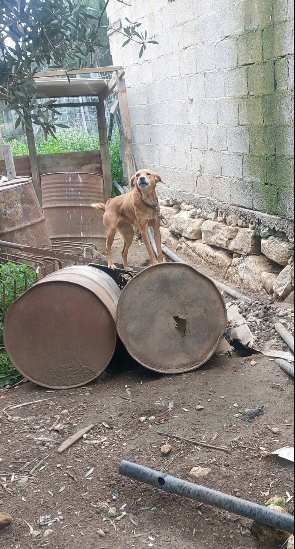 news 696a0c7d899c5 - Σοκαριστική υπόθεση κακοποίησης ζώων στην Κίσσαμο - Συνελήφθη 45χρονος