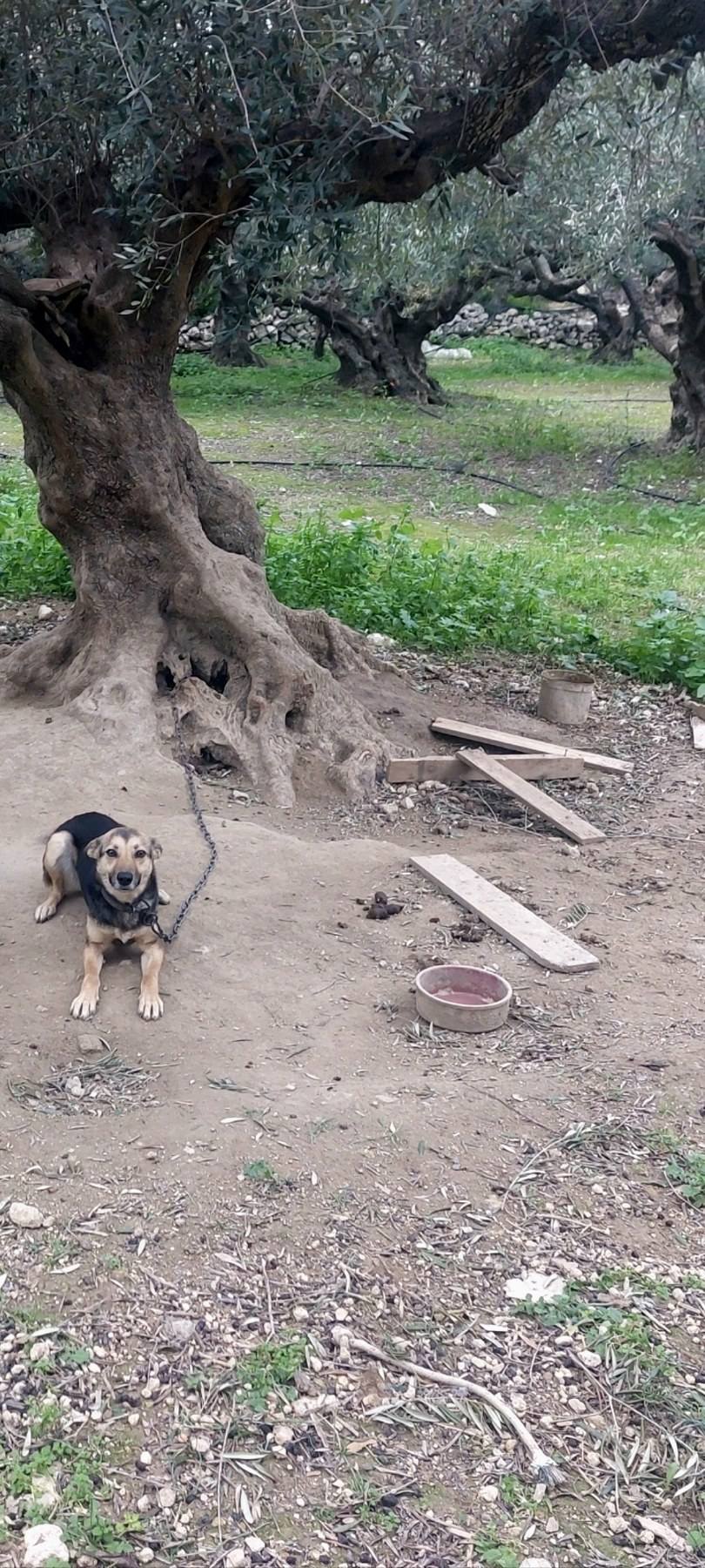 news 696a0c7dc9178 - Σοκαριστική υπόθεση κακοποίησης ζώων στην Κίσσαμο - Συνελήφθη 45χρονος