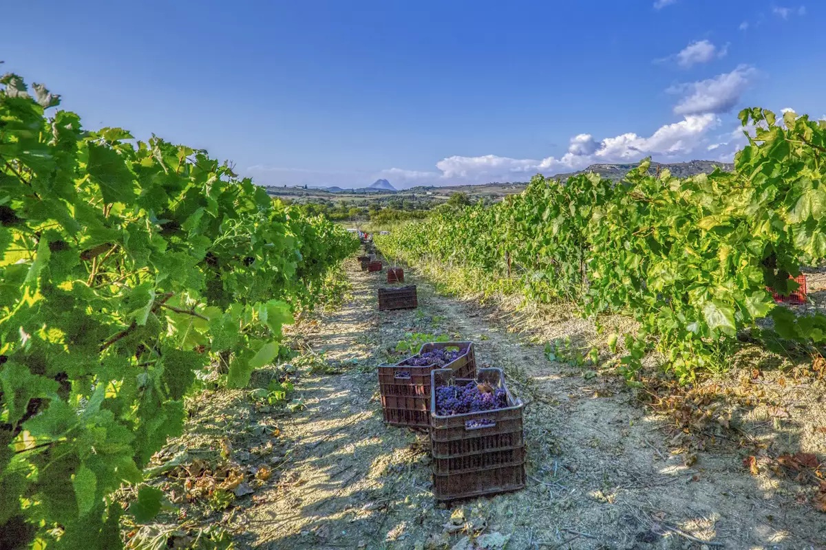 news 6976060ac6de2 - Κρίσιμες διαπραγματεύσεις για τη νέα ΚΑΠ - Στόχος η διατήρηση των 19,3 δισ. ευρώ για την Ελλάδα