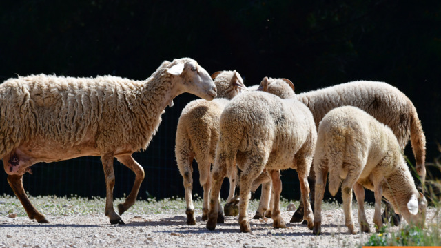 σταθμός απολύμανσης κτηνοτροφικά οχήματα Κρήτη