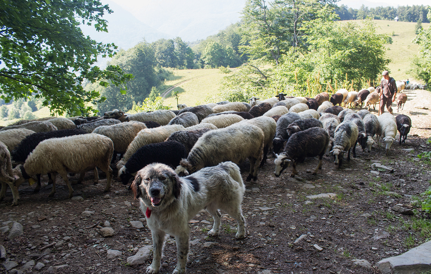 σταθμός απολύμανσης κτηνοτροφικά οχήματα Κρήτη
