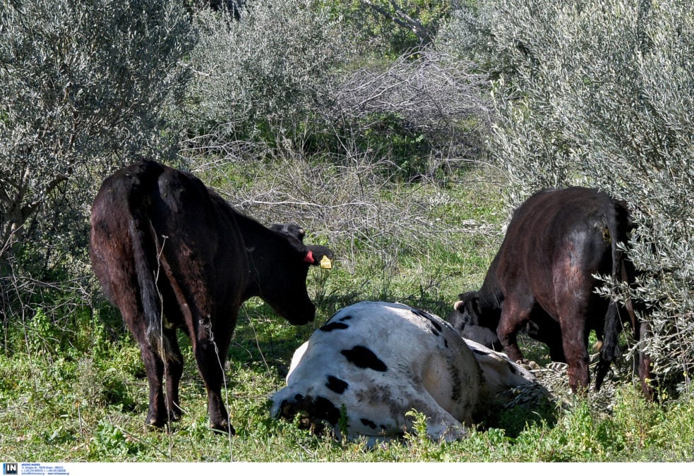Αφθώδης πυρετός στη Λέσβο: Ποια μέτρα ισχύουν Μέτρα αφθώδους πυρετού στη Λέσβο