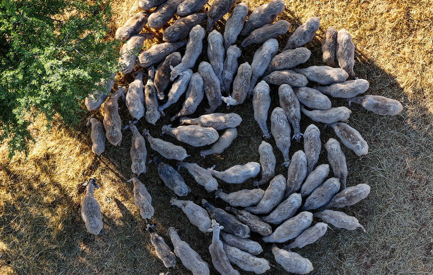 σταθμός απολύμανσης κτηνοτροφικά οχήματα Κρήτη