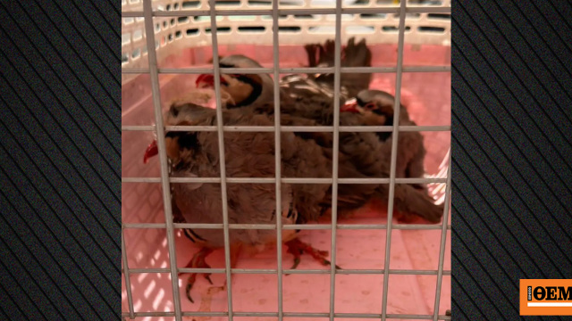 παράνομη εκτροφή ζώων ταράτσα Αμπελόκηποι