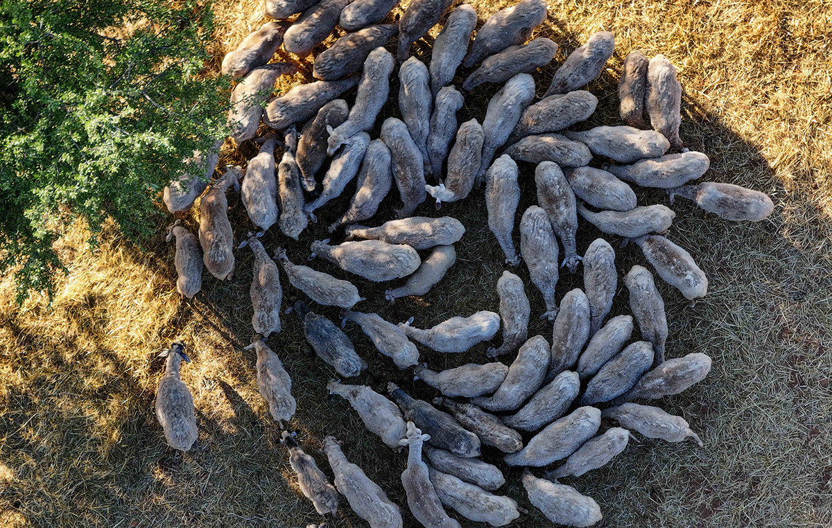 σταθμός απολύμανσης κτηνοτροφικά οχήματα Κρήτη