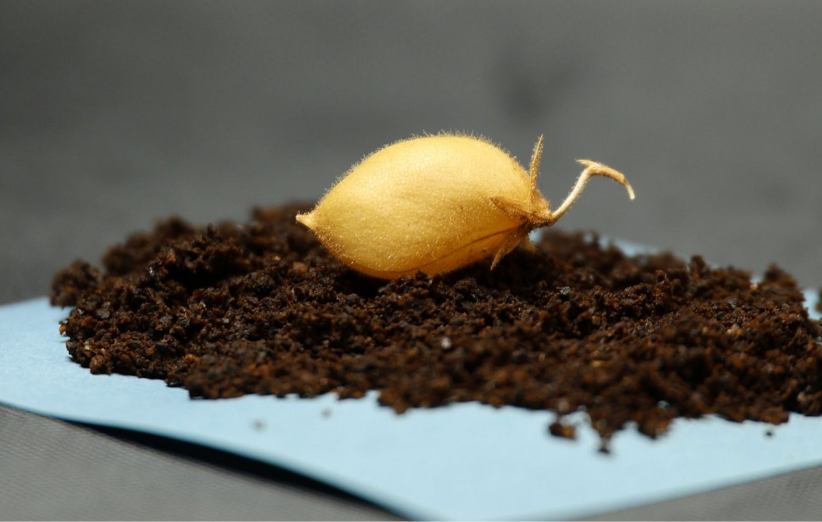 Καλλιέργεια ρεβιθιών σε προσομοιωμένο σεληνιακό έδαφος για διαστημικές αποστολές NASA