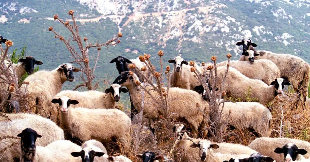 Αφθώδης πυρετός Λέσβος βοοειδή κτηνοτροφία