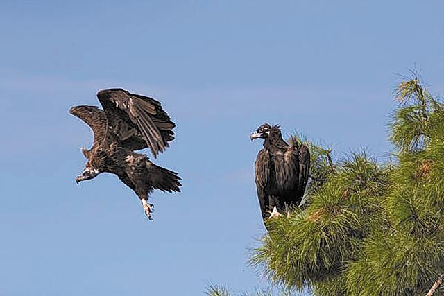 Δαδιά: Εννέα νεκροί μαυρόγυπες από δηλητηρίαση Νεκροί μαυρόγυπες από δηλητηρίαση στη Δαδιά