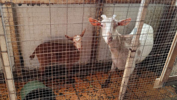 παράνομη εκτροφή ζώων ταράτσα Αμπελόκηποι