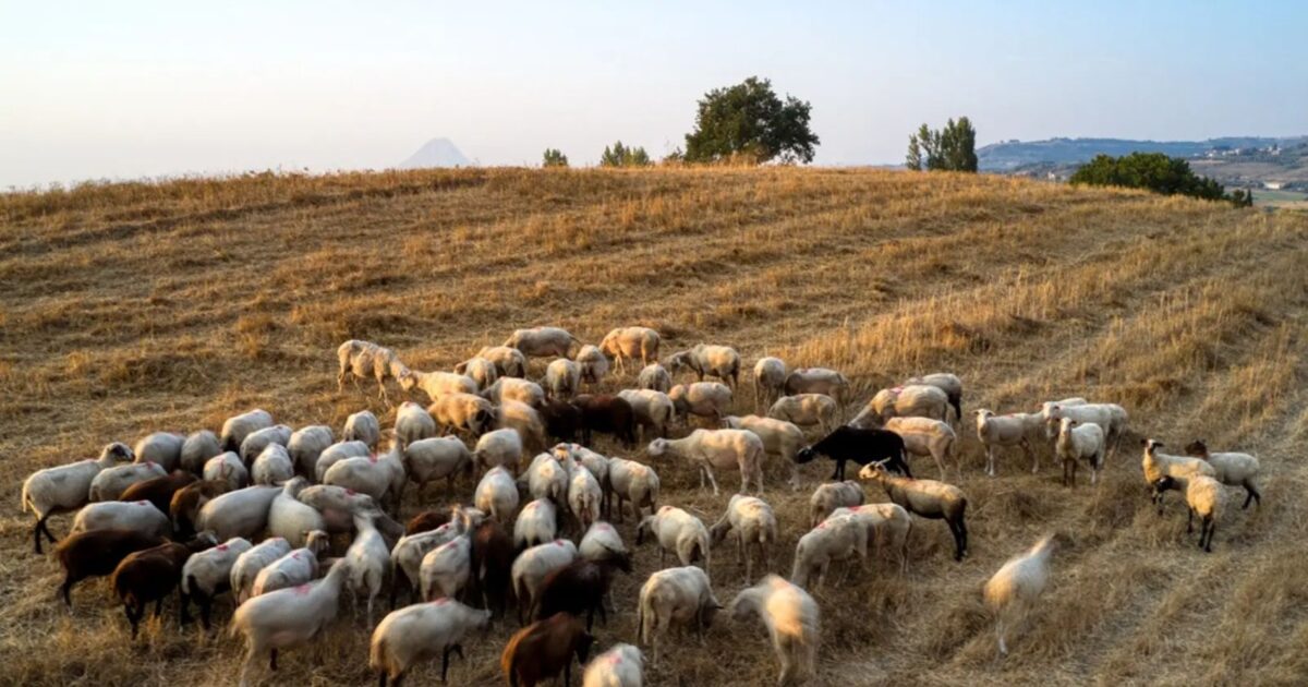 Αφθώδης πυρετός στη Λέσβο: Ποια μέτρα ισχύουν Μέτρα αφθώδους πυρετού στη Λέσβο