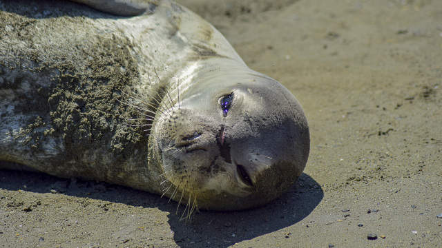 φώκιες μονάχους κοιμούνται σε θαλάσσια σπηλιά Ελλάδα
