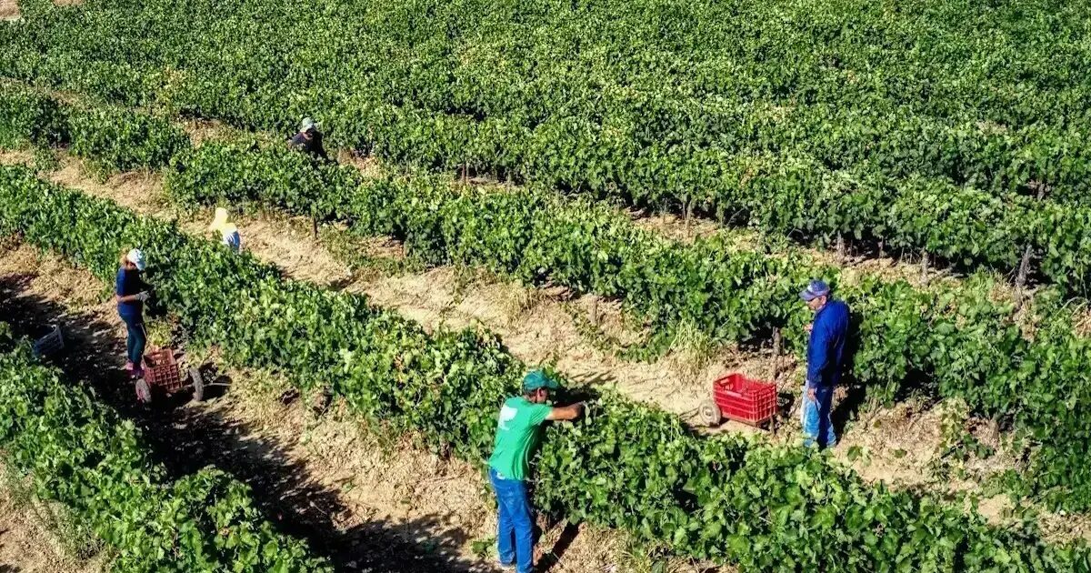 αγροτικές ενισχύσεις 2026 πληρωμές ΑΑΔΕ