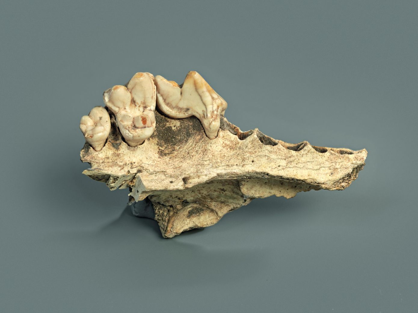 Αρχαιολογικά λείψανα σκύλων εξημέρωση Παλαιολιθική περίοδος