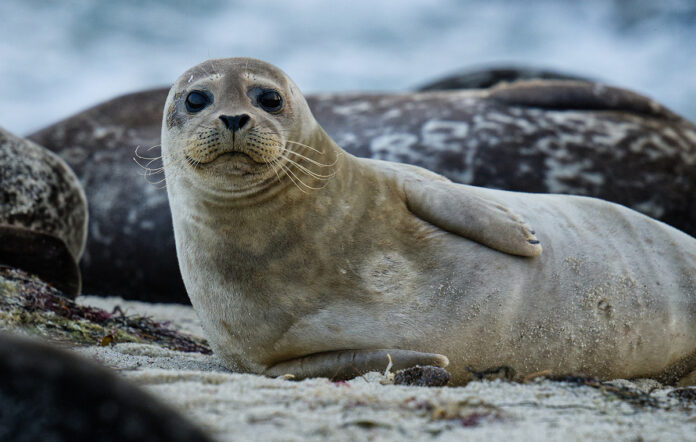 φώκιες μονάχους κοιμούνται σε θαλάσσια σπηλιά Ελλάδα