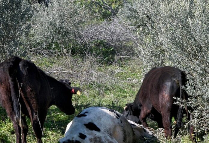 Κτηνοτροφική μονάδα με πρόβατα αφθώδης πυρετός Λέσβος