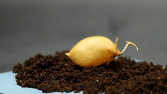 Καλλιέργεια ρεβιθιών σε προσομοιωμένο σεληνιακό έδαφος για διαστημικές αποστολές NASA