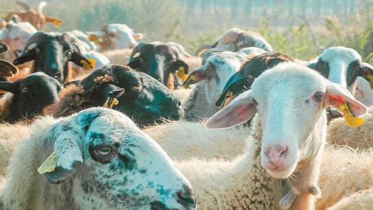 Ευλογιά αιγοπροβάτων στην Ιθάκη κτηνοτροφική μονάδα