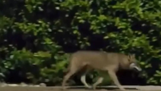 λύκος κινείται κοντά σε κατοικίες Θρακομακεδόνες Πάρνηθα