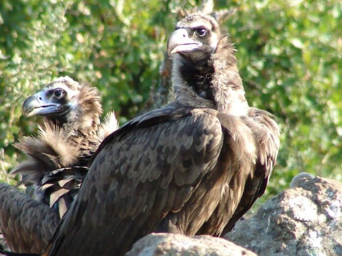 Νεκροί μαυρόγυπες από δηλητηρίαση στη Δαδιά