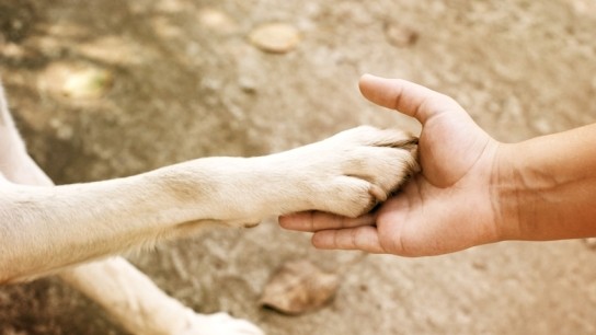 Αρχαιολογικά λείψανα σκύλων εξημέρωση Παλαιολιθική περίοδος