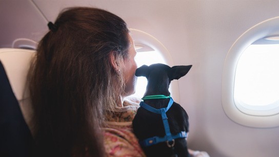 Επαναπατρισμός Ελλήνων με κατοικίδια από το Ντουμπάι επαναπατρισμός κατοικίδια Έλληνες Ντουμπάι πτήση ΥΠΕΞ