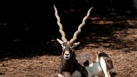 Ινδική αντιλόπη σε ζωολογικό κήπο της Βιέννης