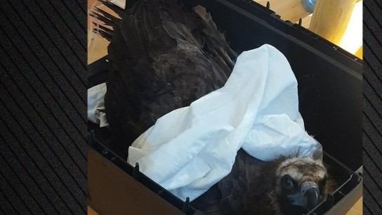 Δαδιά: Εννέα νεκροί μαυρόγυπες από δηλητηρίαση Νεκροί μαυρόγυπες από δηλητηρίαση στη Δαδιά