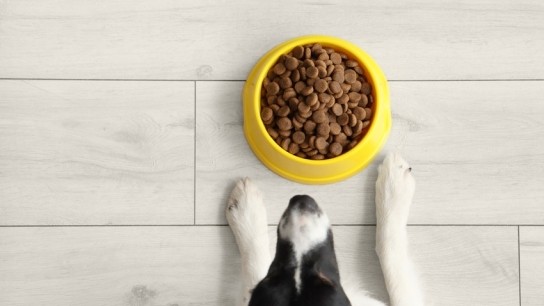 Πρόστιμα ζωοτροφών ΚΟΜΠΑ HAPPY DOG ανταγωνισμού