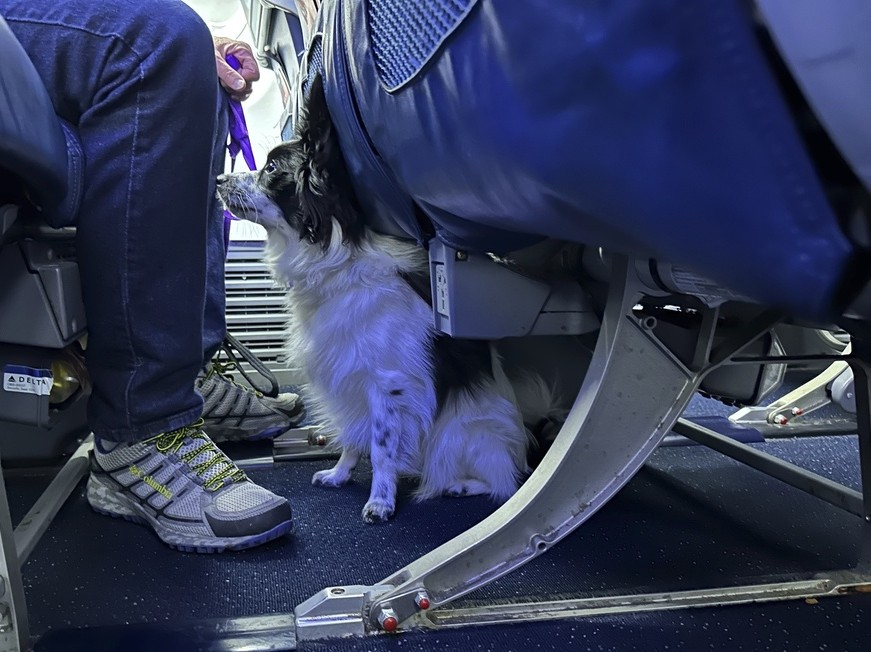 επαναπατρισμός κατοικίδια Έλληνες Ντουμπάι πτήση ΥΠΕΞ