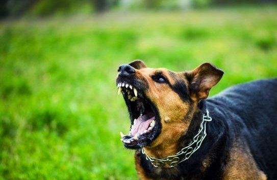 επίθεση αδέσποτων σκύλων αγροτική περιοχή Πιερία