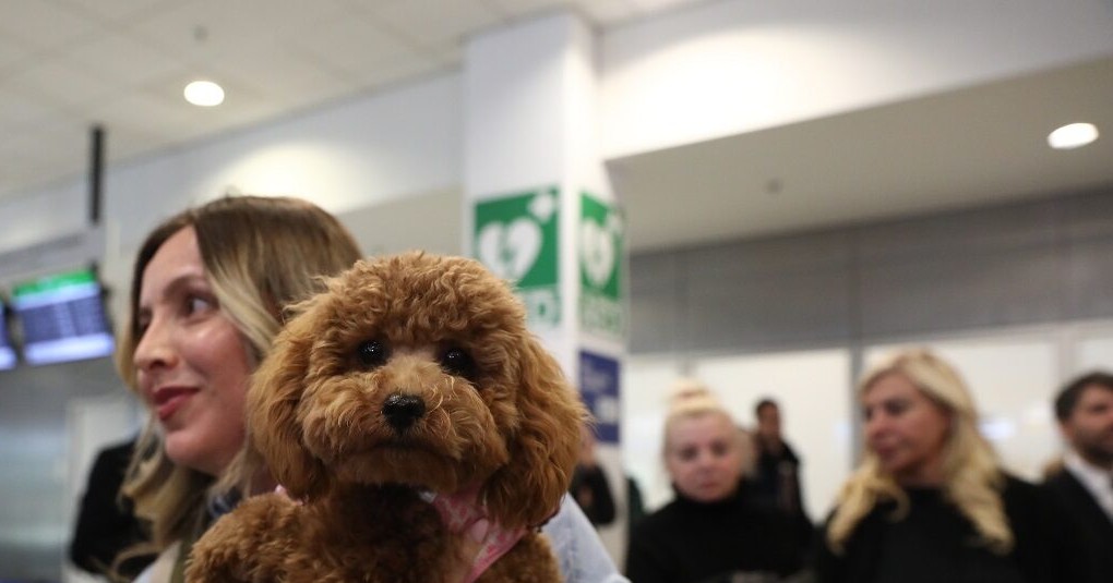 Επαναπατρισμός Ελλήνων αεροδρόμιο Ελευθέριος Βενιζέλος Μέση Ανατολή