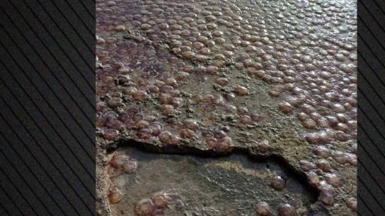 Εκατοντάδες μέδουσες ξεβραστές στην παραλία Εύβοιας